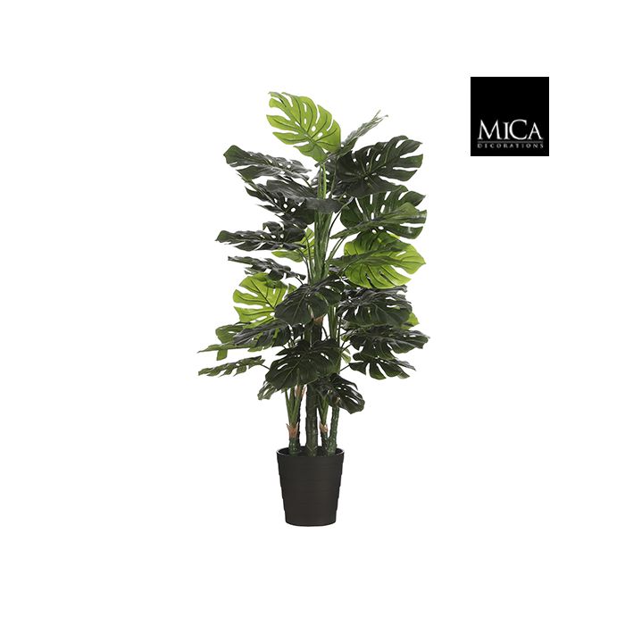 Monstera in plastic pot green - h140xd80cm