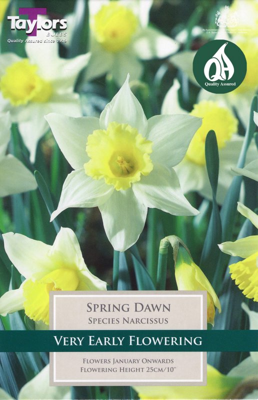 5x  NARCISSUS SPRING DAWN 12-14