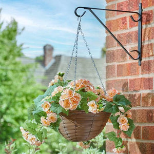 Begonia Blooms 30 cm - KeansClaremorris