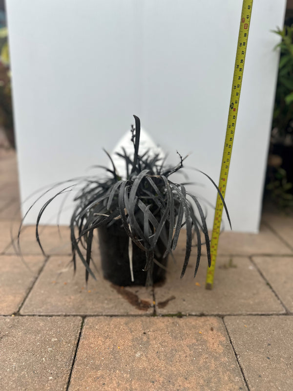 Ophiopogon Nigresens - KeansClaremorris