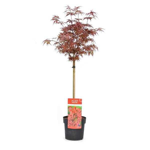 Acer palmatum mix - KeansClaremorris