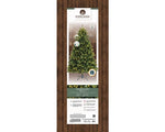 Load image into Gallery viewer, Freiburg pine w/ 600 nostalgic lights Christmas Tree H.210cm
