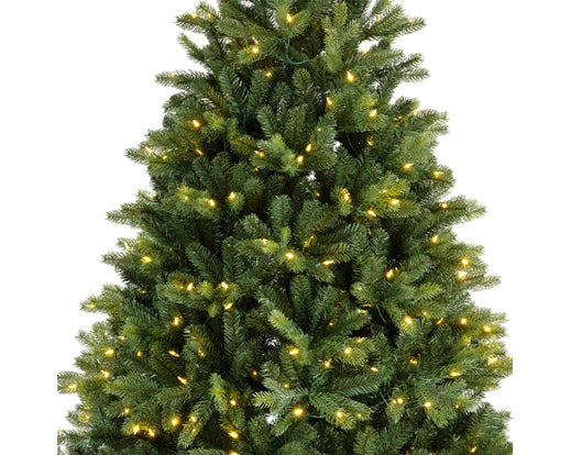 Freiburg pine w/ 600 nostalgic lights Christmas Tree H.210cm