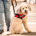 Load image into Gallery viewer, Julius-K9 | Mini Mini | Powerharness Red
