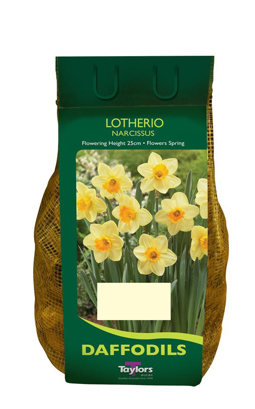 1.5Kg Narcissus Lotherio 12-14cm CARRI PACK