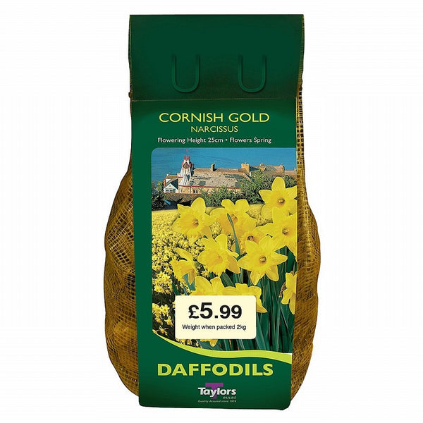 1.5KG NARCISSUS CORNISH GOLD 12-14 CARRI PACK