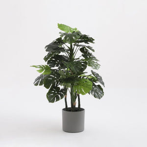 Monstera in plastic pot green - h140xd80cm