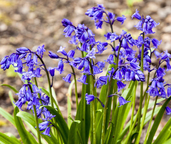 Bluebells English Grown Pack of 8 - KeansClaremorris