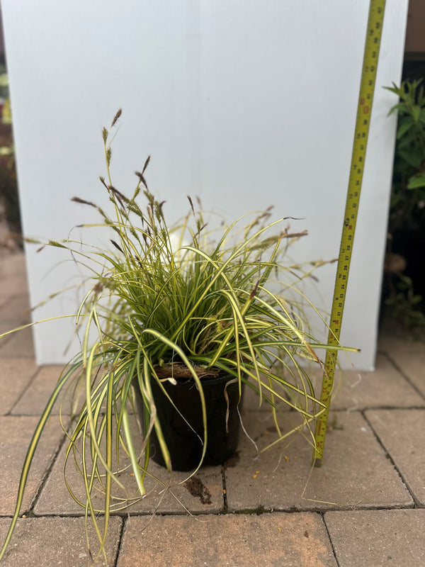 Carex Evergold - KeansClaremorris