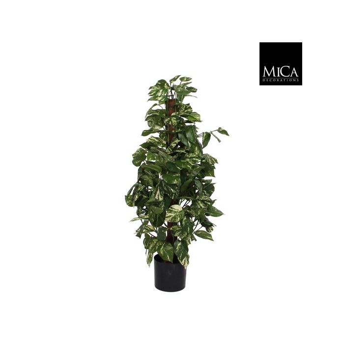 Scindapsus green in plastic pot - h110xd45cm