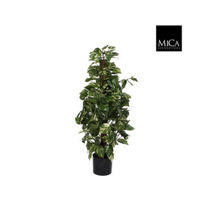 Scindapsus green in plastic pot - h110xd45cm