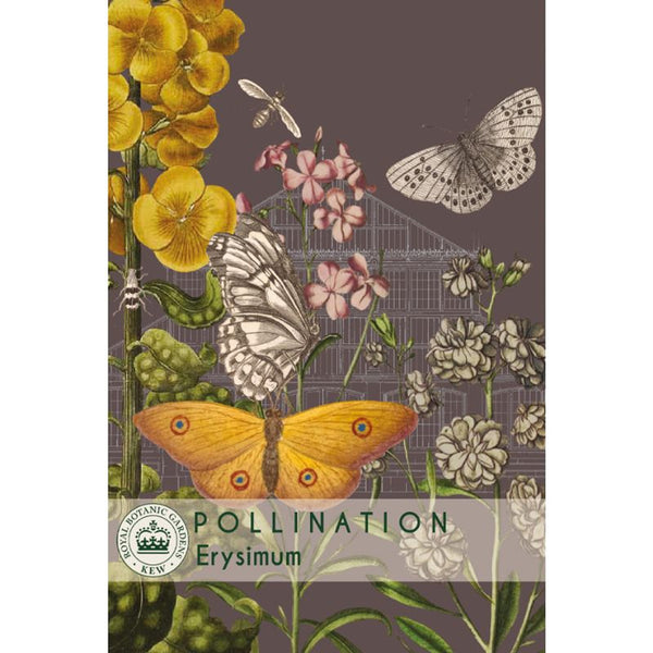 Wallflower 'My Fair Lady Mixed' - Kew Pollination Collection Erysimum - KeansClaremorris
