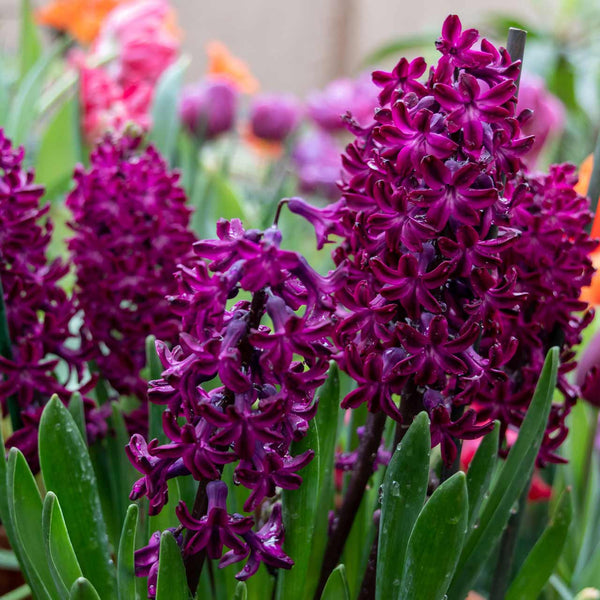 Hyacinth Woodstock 16-17cm Pack of 6 - KeansClaremorris