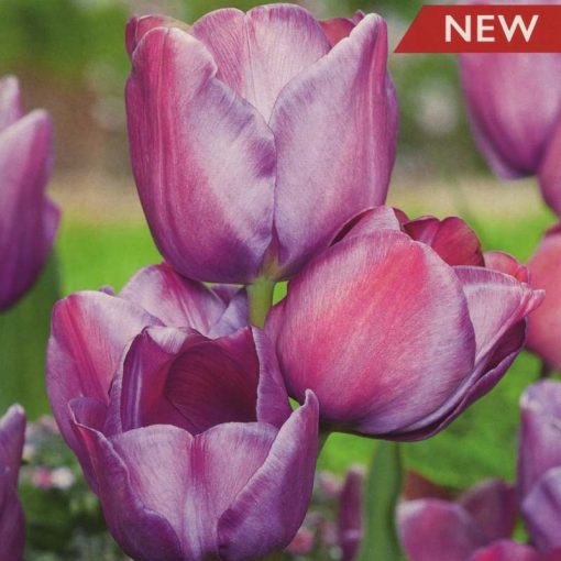 6 X TULIP BLUE HEAVEN 11-12