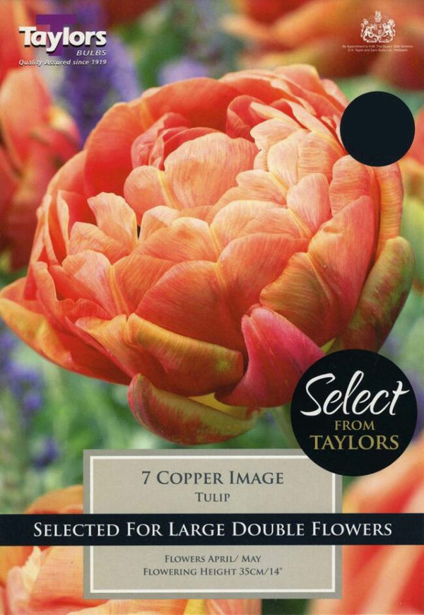 8 Tulip Copper Image 11-12