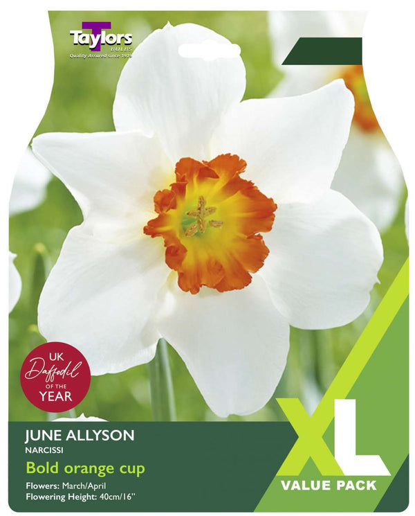 12 Narcissus June Allyson 10-12