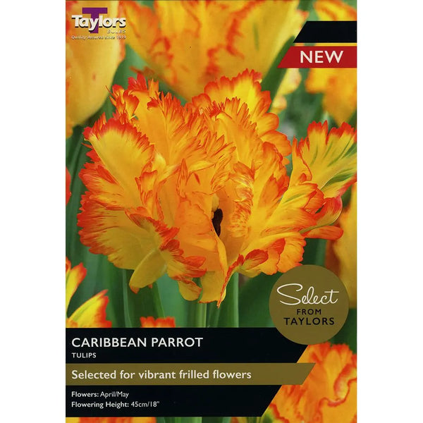 Tulip Caribbean Parrot 11-12 Pack of 5 - KeansClaremorris