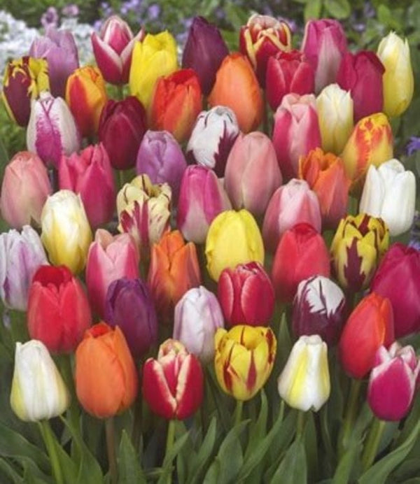 Tulip Colour Parade 12+ sold singly