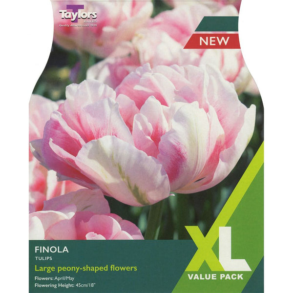 Tulip Finola 10-11 Value Pack