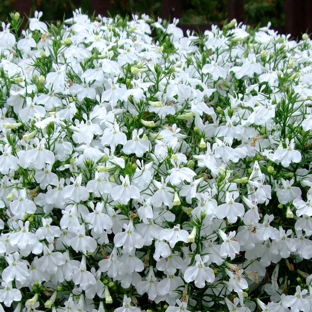 Summer Bedding Plants 12PK - Trailing Lobelia White - KeansClaremorris