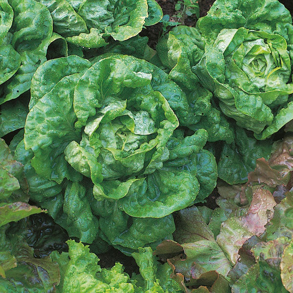 10g All Year Round Lettuce Seed - KeansClaremorris