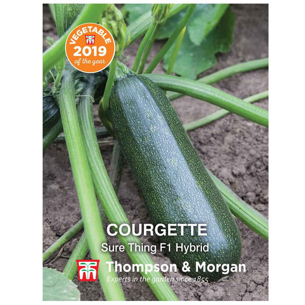 Courgette (Sure Thing F1 Hybrid) - KeansClaremorris
