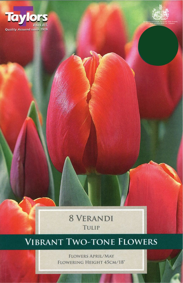 8 Verandi Tulips - KeansClaremorris