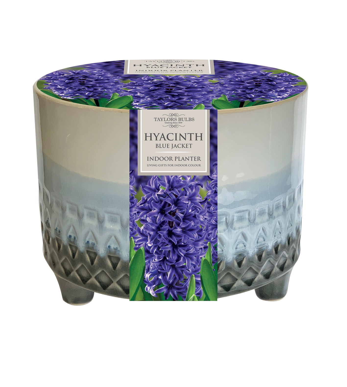 Indoor Hyacinth Bowl - KeansClaremorris