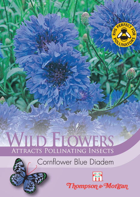 Wild Flower Cornflower Blue Diadem  M3-J6 - KeansClaremorris