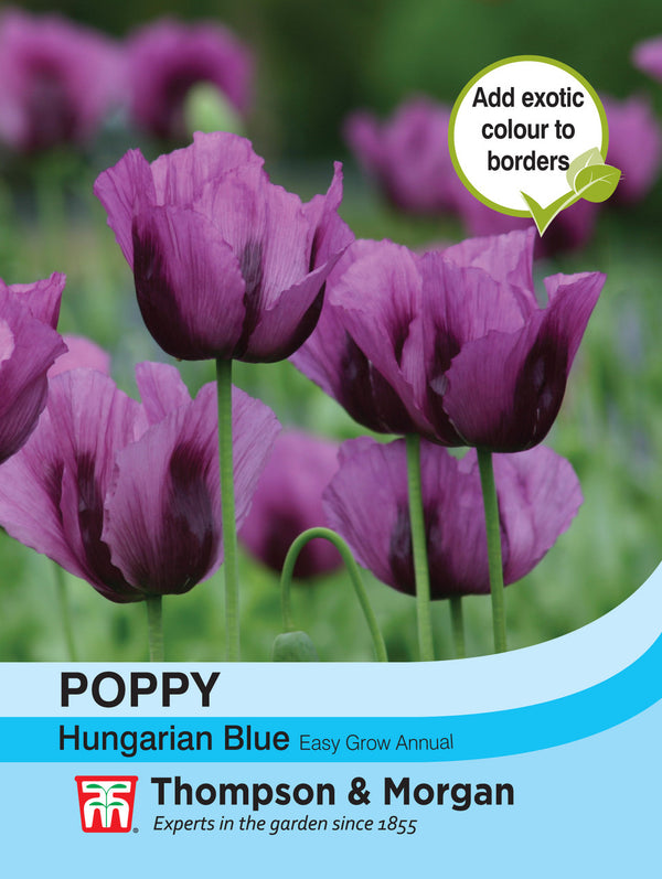 Poppy Hungarian Blue  F2-J6 - KeansClaremorris
