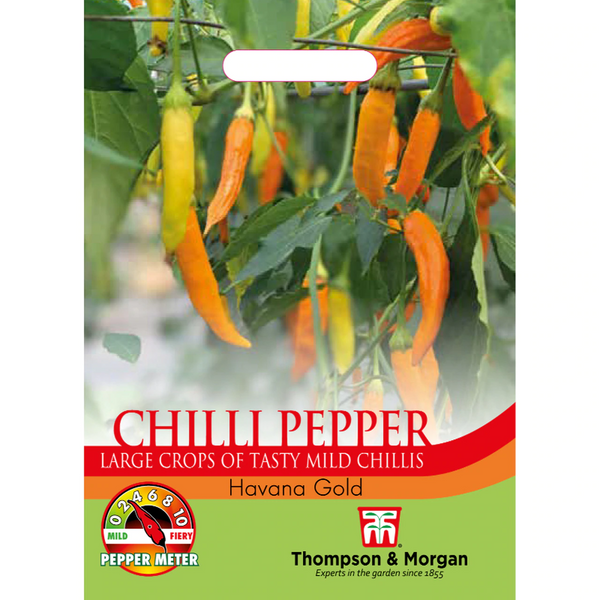Chilli Pepper (Havana Gold) - KeansClaremorris