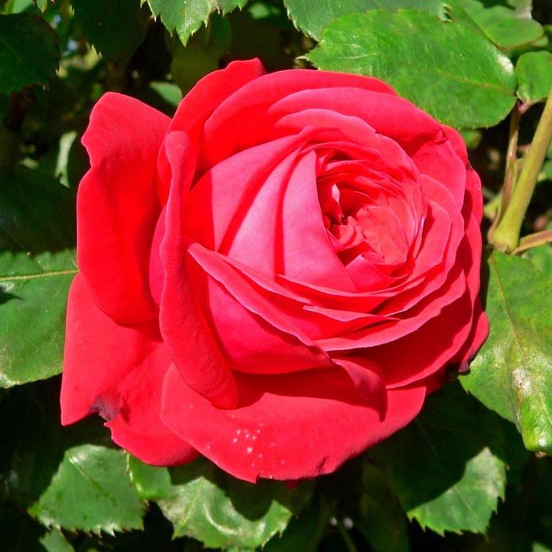 Rosa Dame De Coeur 4.5L 04-Rose, Hybrid Tea - KeansClaremorris