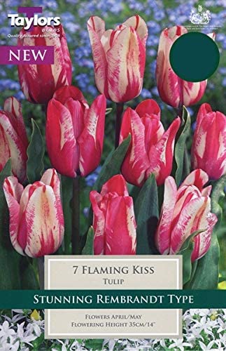 Tulip 'Flaming Kiss' pack of 7 - KeansClaremorris