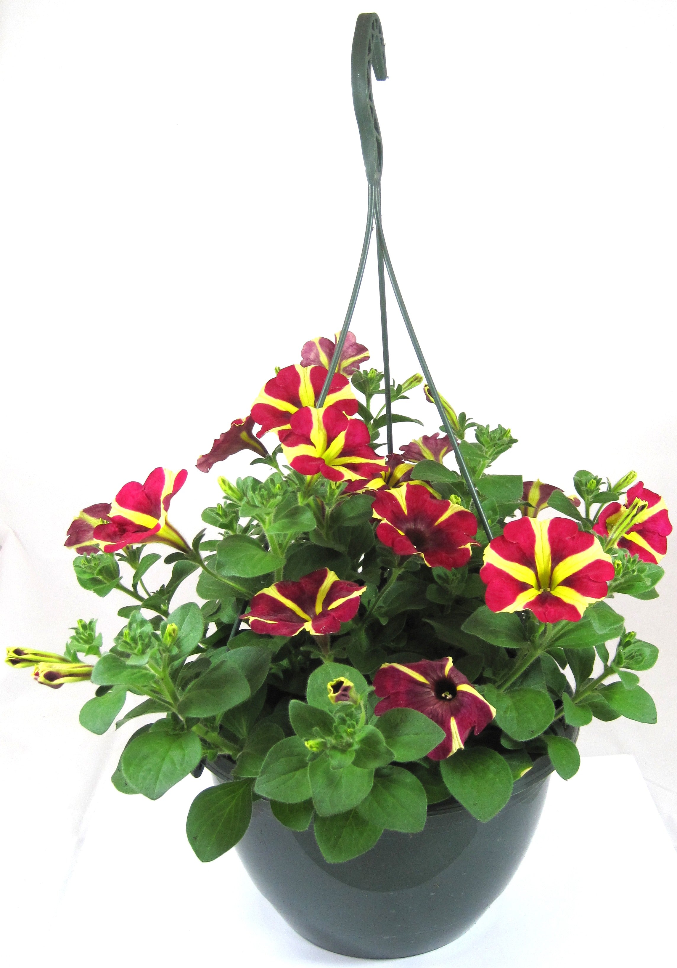 Surfinia Hanging Basket 27cm - Queen of Hearts - KeansClaremorris