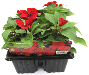 summer Bedding Plants 6pk - Bizzie Lizzie Red - KeansClaremorris