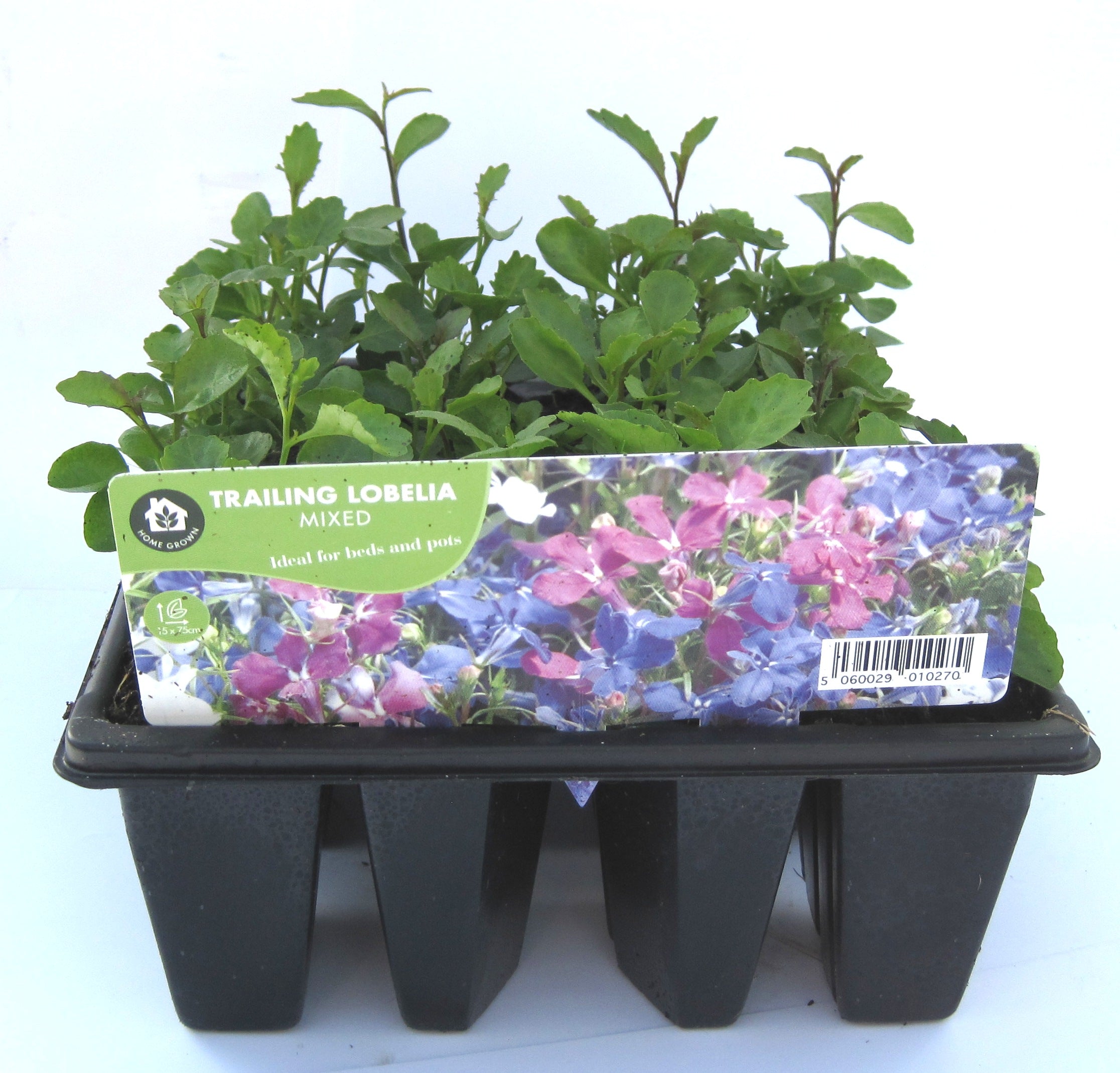 SUMMER BEDDING 12 PACK - LOBELIA MIXED TRAILING - KeansClaremorris