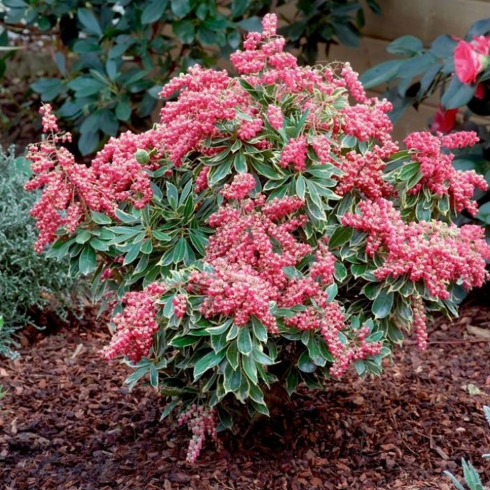 Pieris Polar Passion 3LT Evergreen - KeansClaremorris