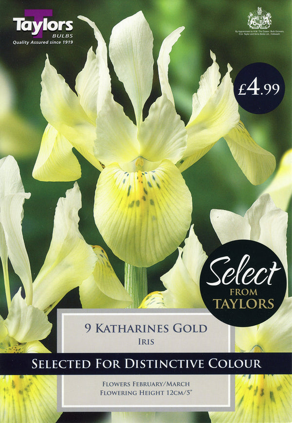 Iris Katherine's Gold  Pack 10 - KeansClaremorris