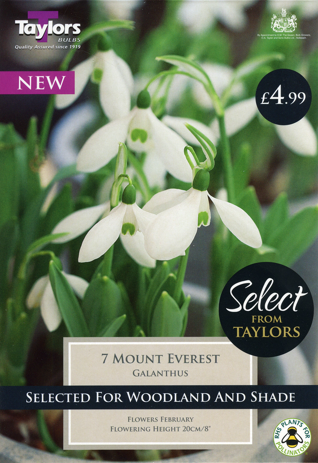 Galanthus Mount Everest Large Snowdrops Pack 7 - KeansClaremorris