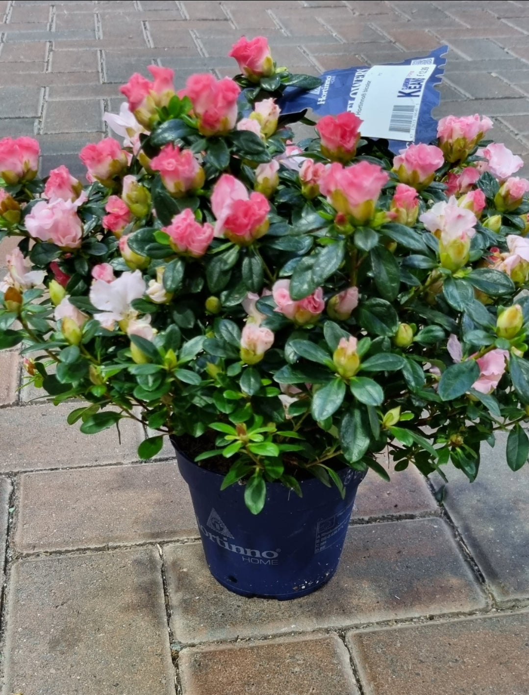 Azalea Hortinno® bicolor / P13 - KeansClaremorris