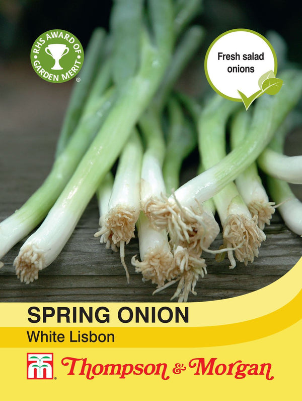 Spring Onion White Lisbon - KeansClaremorris