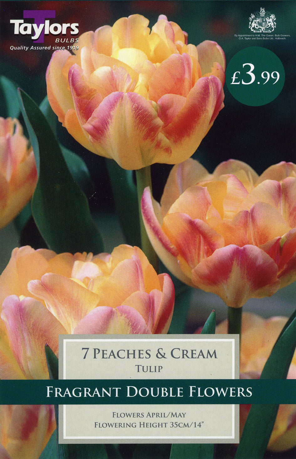 Peaches & Cream Tulip Pack of 7 - KeansClaremorris