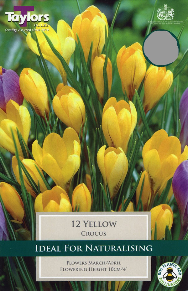 Yellow Crocus Pack of 10 - KeansClaremorris