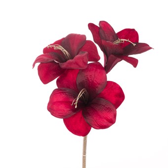 Amaryllis Spray X3 Flower Head - KeansClaremorris