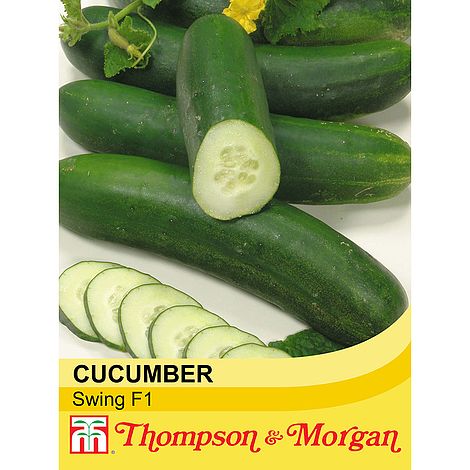 Cucumber Swing F1 - KeansClaremorris