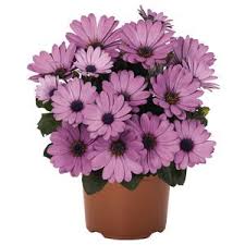 Patio Osteospermum Pot Mixed 23Cm - KeansClaremorris