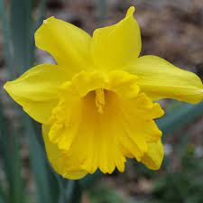 Narcissus King Alfred Select 14-16 20Kg - KeansClaremorris