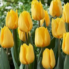 Tulip Golden Apeldoorn pack of 7 - KeansClaremorris