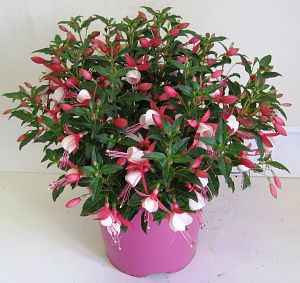 Patio Fuchsia Pot 23cm - KeansClaremorris