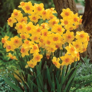 Narcissus species  'Falconet' Pack of 8 - KeansClaremorris